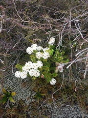 Pimelea buxifolia
