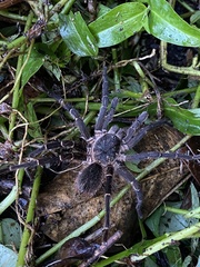 Cyrtopholis portoricae