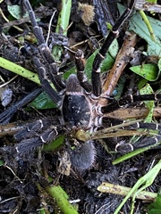 Cyrtopholis portoricae