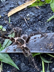 Cyrtopholis portoricae