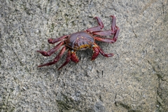 Grapsus grapsus