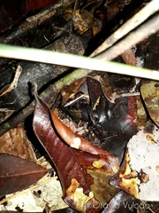 Leptodactylus mystaceus