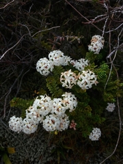 Pimelea buxifolia