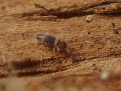 Entomobrya albocincta