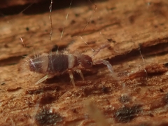 Entomobrya albocincta