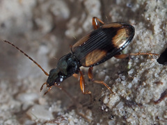 Peryphus