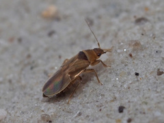 Cryptostemma alienum