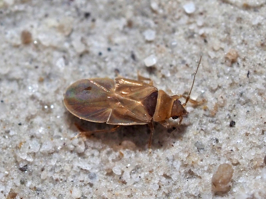 Dipsocoromorpha