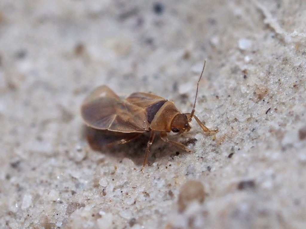 Cryptostemma alienum