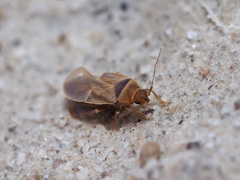 Cryptostemma alienum