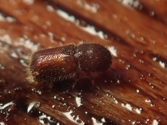 Taphrorychus bicolor