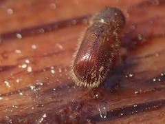 Taphrorychus bicolor