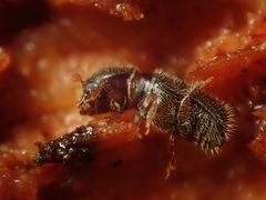 Taphrorychus bicolor