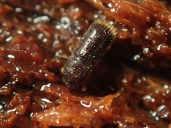 Taphrorychus bicolor