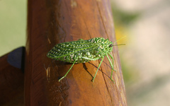 Physemacris variolosa