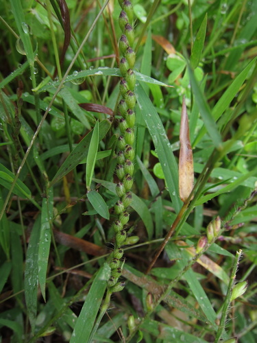 Urochloa brizantha