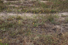 Moraea lewisiae