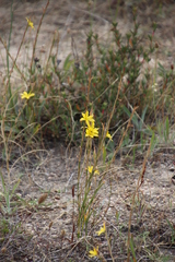 Moraea lewisiae