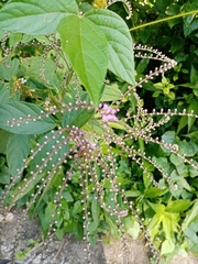 Eirmocephala brachiata