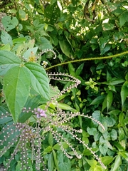 Eirmocephala brachiata