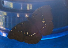 Bassarona dunya
