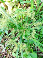 Cyperus hermaphroditus