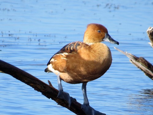 Dendrocygne fauve