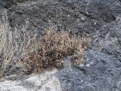 Penstemon petiolatus