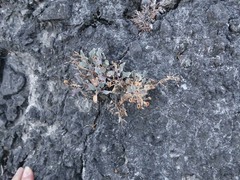 Penstemon petiolatus