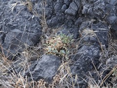 Penstemon petiolatus