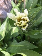 Wyethia amplexicaulis