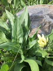 Wyethia amplexicaulis