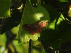 Leptostales ferruminaria