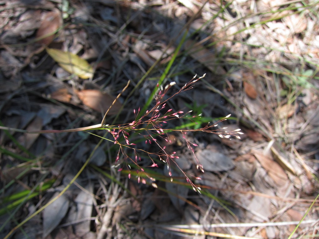 Panicum ibitense