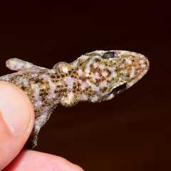Phyllodactylus lanei