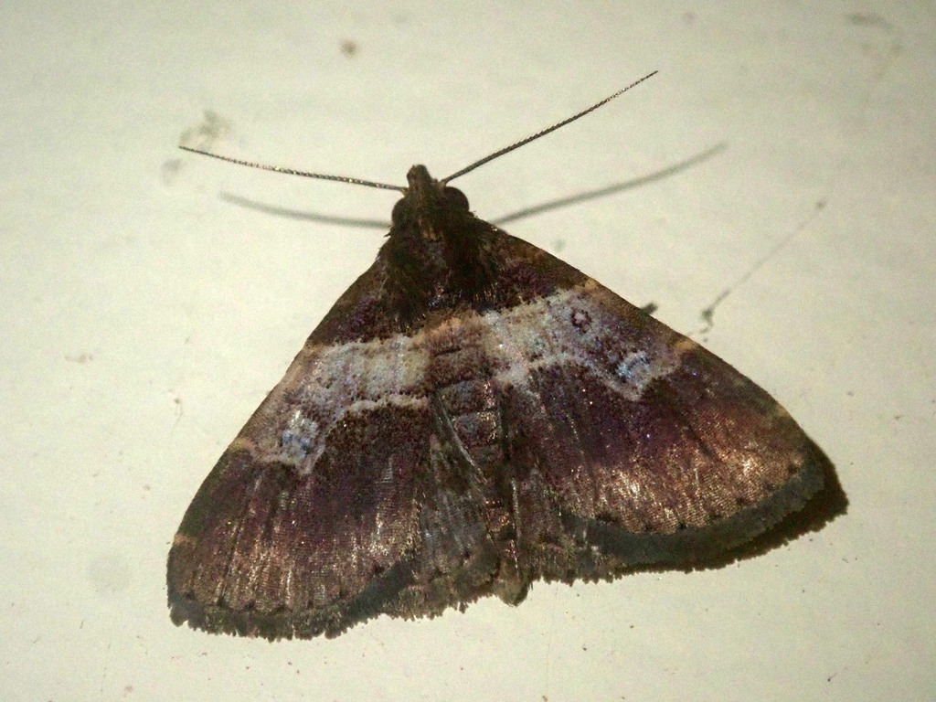 Bertula lobativalva