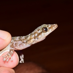 Phyllodactylus lanei