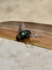 Lucilia sericata