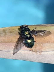 Lucilia sericata
