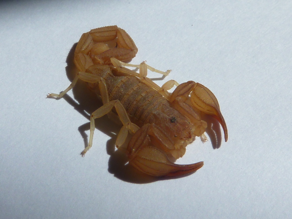 Zabius birabeni