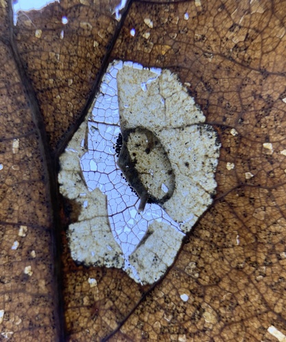 Phyllonorycter basistrigella photo 5