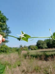 Rytidostylis gracilis