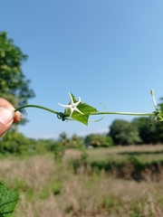 Rytidostylis gracilis