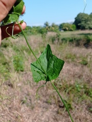 Rytidostylis gracilis