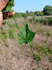 Rytidostylis gracilis