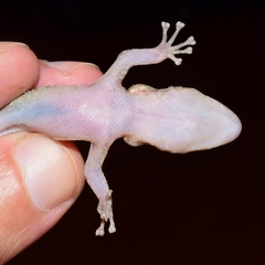 Phyllodactylus lanei