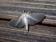 Bradina admixtalis