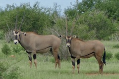 Oryx beisa callotis