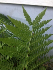 Athyriaceae