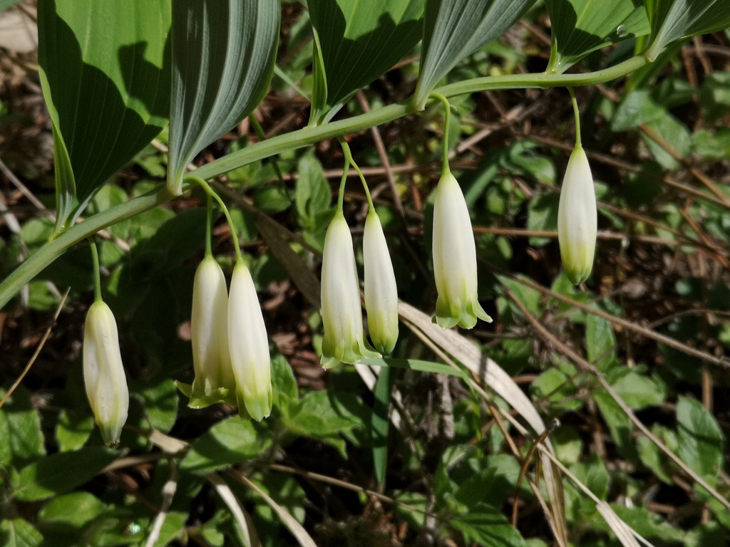 Polygonatum glaberrimum; photograph (c) Todd Boland, some rights reserved (CC BY)